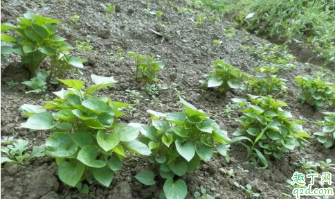 红薯是一整个种还是切块种 种了个红薯什么时候可以吃