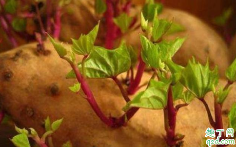 红薯是一整个种还是切块种 种了个红薯什么时候可以吃