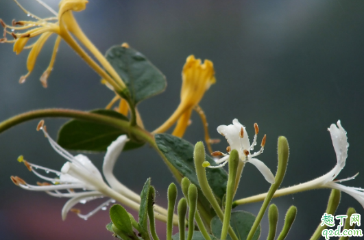 金银花为什么叶子发黄还掉叶 金银花叶子发黄掉落怎么解决