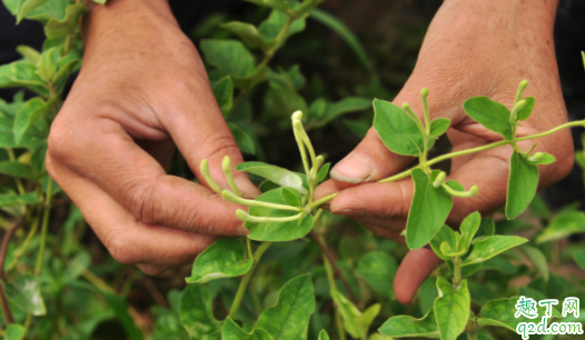 金银花为什么叶子发黄还掉叶 金银花叶子发黄掉落怎么解决