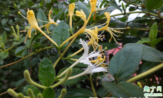 金银花为什么叶子发黄还掉叶 金银花叶子发黄掉落怎么解决