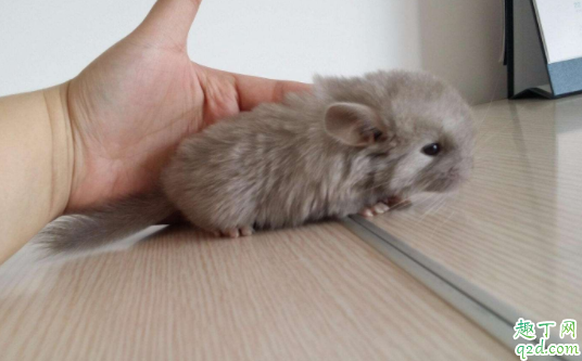 龙猫冬天怎么过冬 龙猫冬天怕冷吗