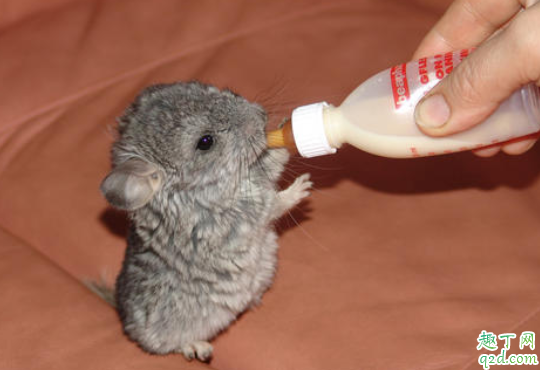 龙猫冬天怎么过冬 龙猫冬天怕冷吗