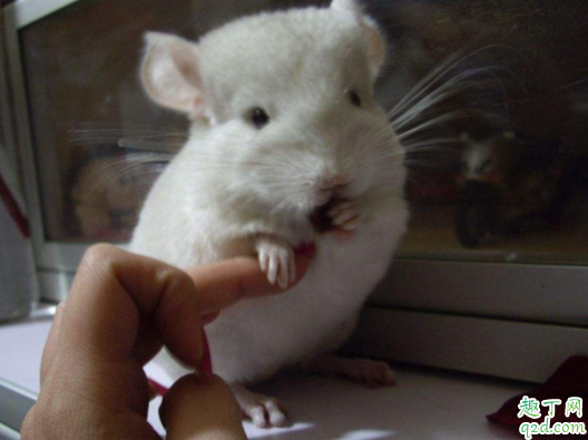 龙猫冬天怎么过冬 龙猫冬天怕冷吗