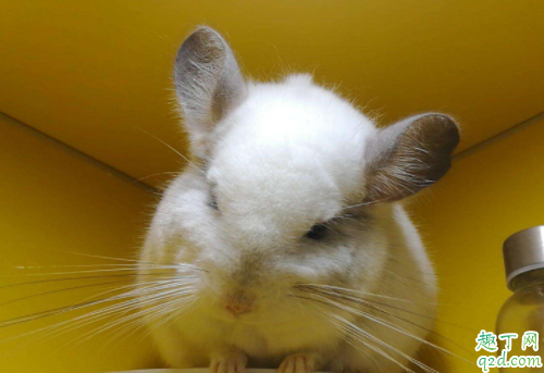 龙猫洗澡为什么不用水 龙猫怀孕可以洗澡吗