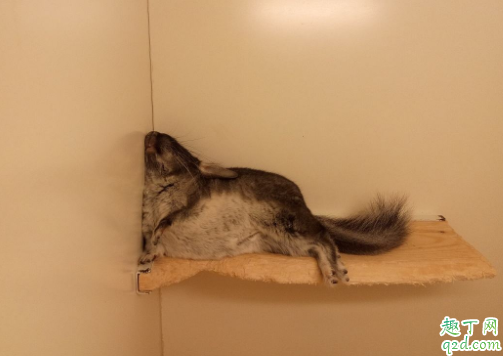 龙猫洗澡为什么不用水 龙猫怀孕可以洗澡吗