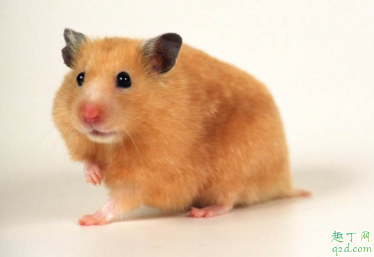 仓鼠会咬人吗 仓鼠咬人是为什么