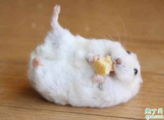 仓鼠会咬人吗 仓鼠咬人是为什么