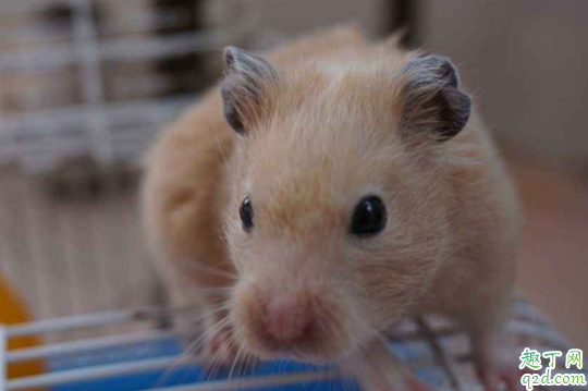 仓鼠会咬人吗 仓鼠咬人是为什么