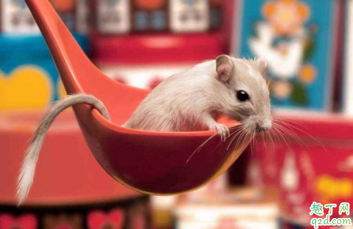 把仓鼠打一顿他会记仇吗 刚养仓鼠怎么训练