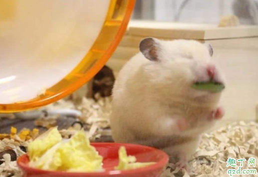 把仓鼠打一顿他会记仇吗 刚养仓鼠怎么训练