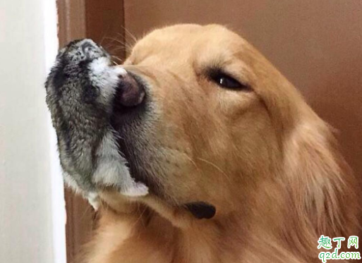 把仓鼠打一顿他会记仇吗 刚养仓鼠怎么训练