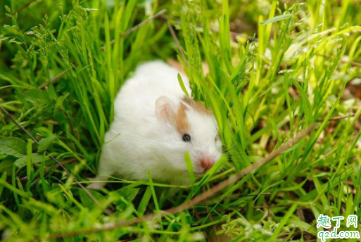 养仓鼠要打预防针吗 仓鼠受伤了会自己好吗