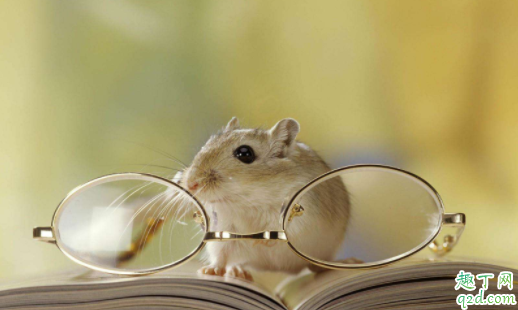 养仓鼠要打预防针吗 仓鼠受伤了会自己好吗