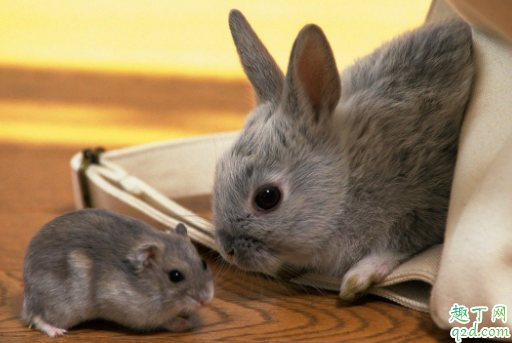 养仓鼠要打预防针吗 仓鼠受伤了会自己好吗