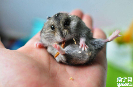 养仓鼠要打预防针吗 仓鼠受伤了会自己好吗