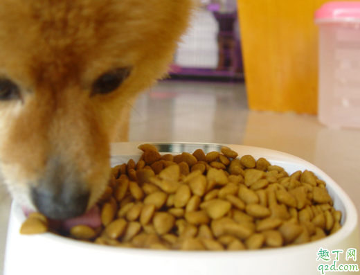 狗不能吃咸的东西吗 狗可以吃玉米棒子嘛