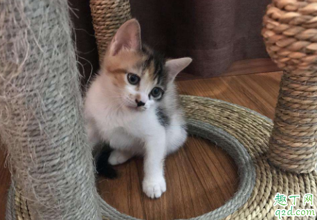 猫咪的鼻支会死吗 猫鼻支能完全治好吗