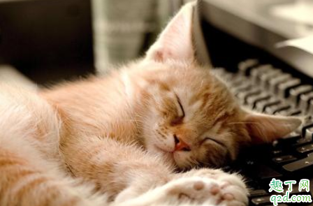 猫咪的鼻支会死吗 猫鼻支能完全治好吗