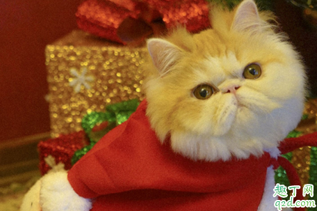 猫咪的鼻支会死吗 猫鼻支能完全治好吗