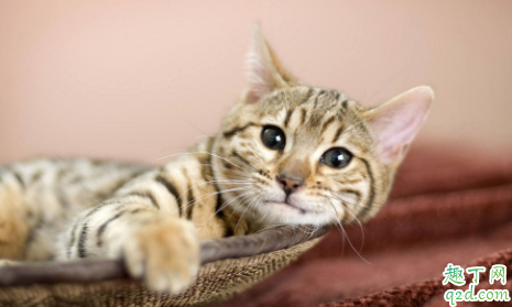 猫咪的鼻支会死吗 猫鼻支能完全治好吗