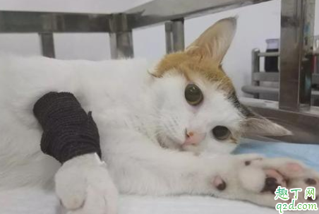 猫咪的鼻支会死吗 猫鼻支能完全治好吗