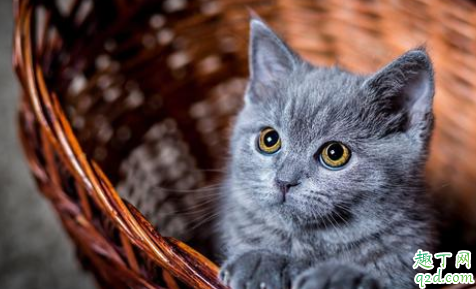 猫鼻支治好了会复发吗 宠物猫为什么容易得猫鼻支