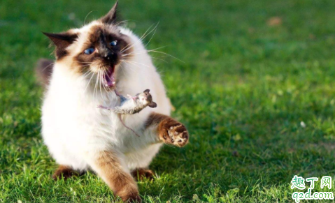 猫鼻支治好了会复发吗 宠物猫为什么容易得猫鼻支