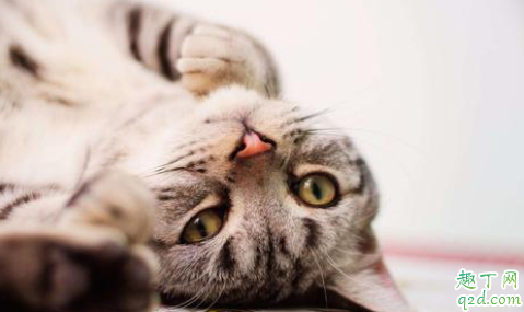 猫鼻支治好了会复发吗 宠物猫为什么容易得猫鼻支