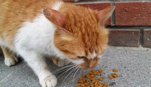 猫鼻支治好了会复发吗 宠物猫为什么容易得猫鼻支