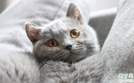 如何判断猫是感冒还是猫鼻支 猫咪得了鼻支几天会出现症状