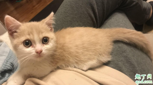 如何判断猫是感冒还是猫鼻支 猫咪得了鼻支几天会出现症状