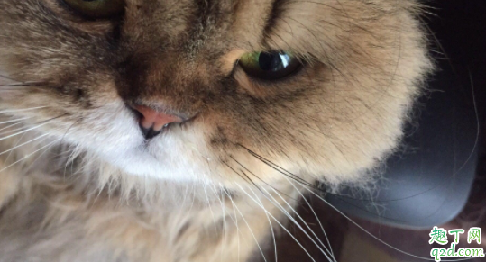 如何判断猫是感冒还是猫鼻支 猫咪得了鼻支几天会出现症状