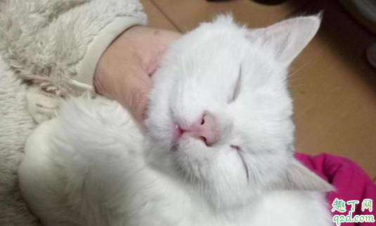 如何判断猫是感冒还是猫鼻支 猫咪得了鼻支几天会出现症状