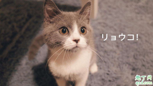 如何判断猫是感冒还是猫鼻支 猫咪得了鼻支几天会出现症状