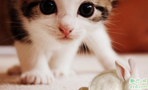 猫咪屁股出来的虫是什么虫 猫咪屁股上有白色条状物怎么办