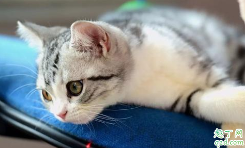 猫咪屁股出来的虫是什么虫 猫咪屁股上有白色条状物怎么办