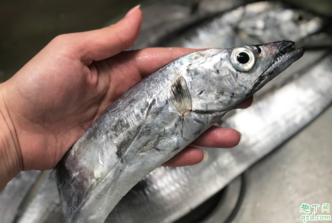 带鱼可以养殖吗 带鱼能不能人工养殖