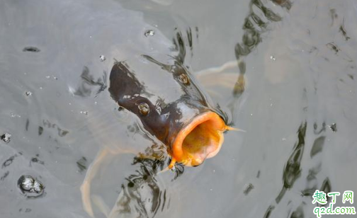 水产养殖中ph过高如何处理 水产养殖中如何分清水质的好坏