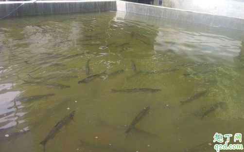 水产养殖中ph过高如何处理 水产养殖中如何分清水质的好坏