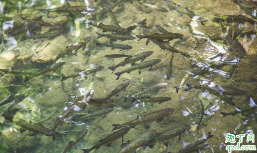 水产养殖中ph过高如何处理 水产养殖中如何分清水质的好坏