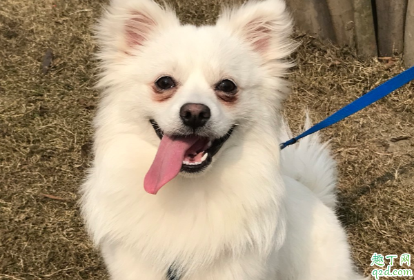 狗狗有泪痕是上火了吗 怎么给给狗狗去泪痕