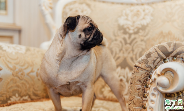 狗狗有泪痕是上火了吗 怎么给给狗狗去泪痕