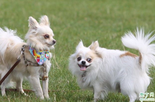 鱼肝油可以为狗狗去泪痕吗 如何根本上消除泪痕