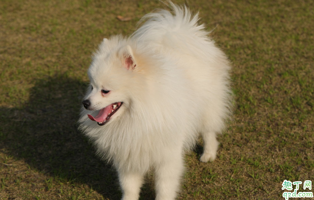 鱼肝油可以为狗狗去泪痕吗 如何根本上消除泪痕