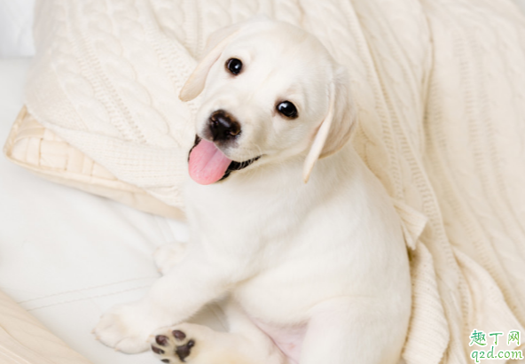 狗狗的泪痕为啥是红色的 狗狗去泪痕的清洗液怎么用