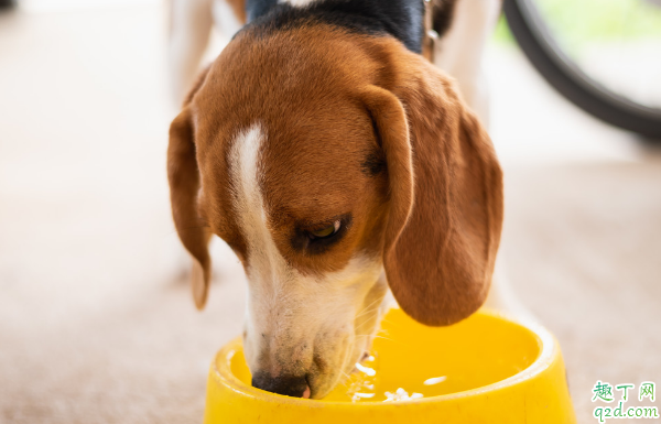 狗狗的泪痕为啥是红色的 狗狗去泪痕的清洗液怎么用