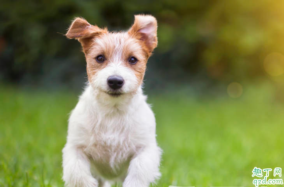 狗狗的泪痕为啥是红色的 狗狗去泪痕的清洗液怎么用