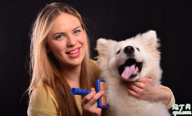 去泪痕的狗粮效果好吗 如何让狗狗摆脱泪痕困扰