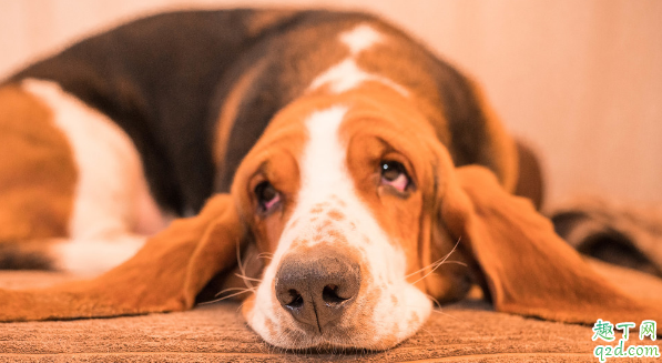 去泪痕的狗粮效果好吗 如何让狗狗摆脱泪痕困扰